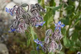 Borage Seeds photo 1