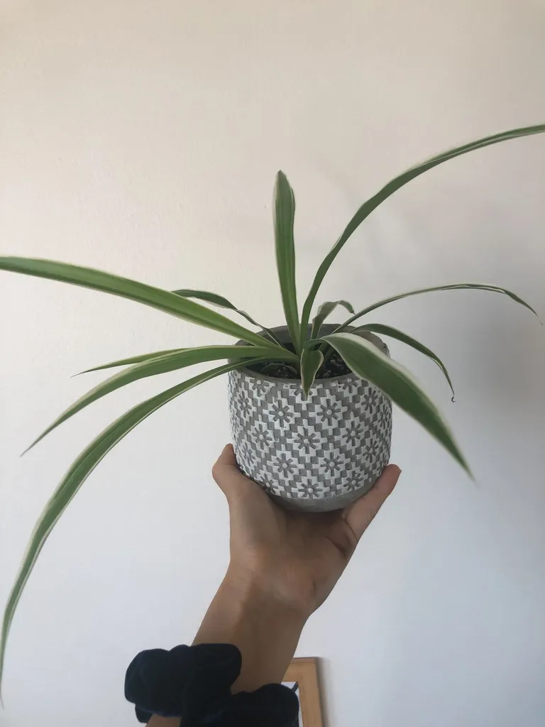 Spider plant in painter cement pot  photo 1