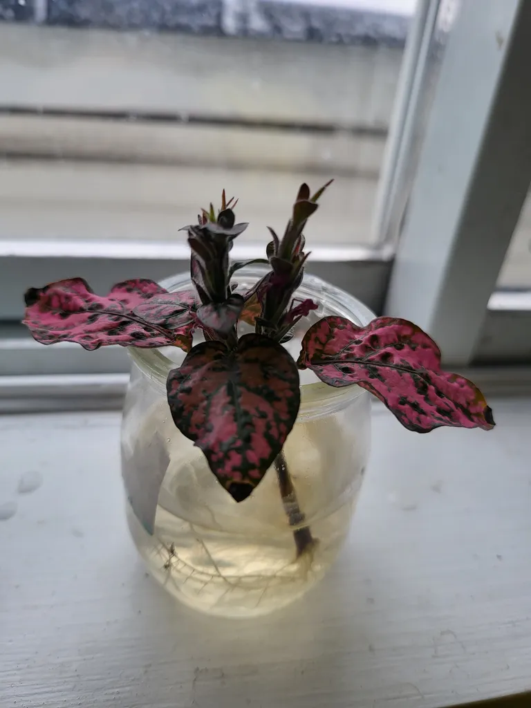 TROPICAL PLANT INDOOR PURPLE PINK  photo 1