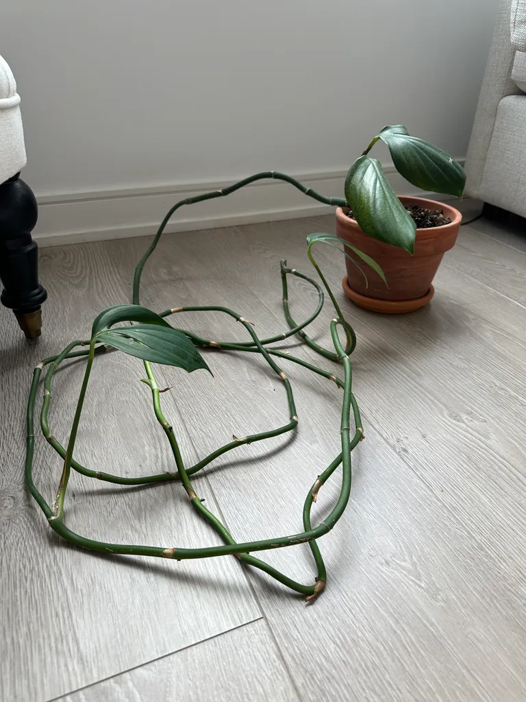 Dragon’s Tail photo 1