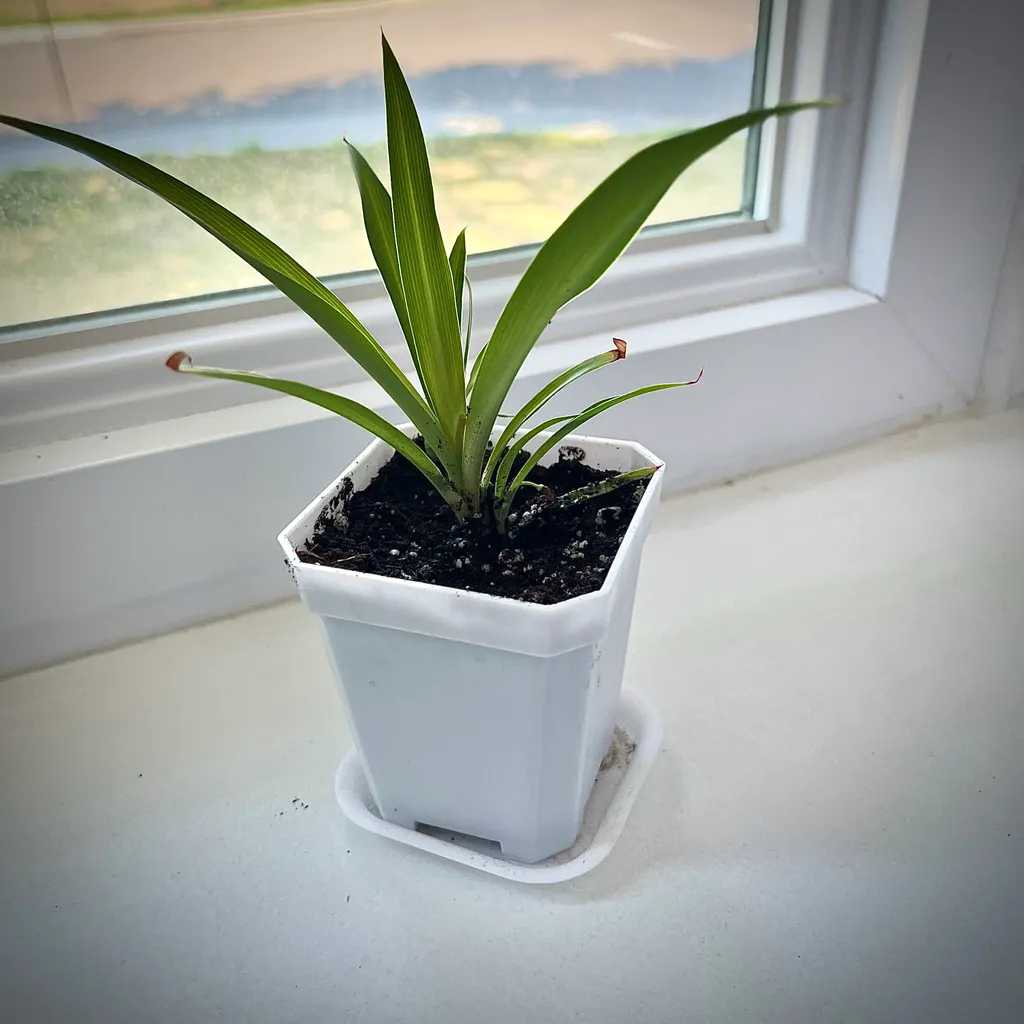 Baby Spider Plant photo 1