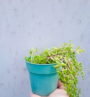 Trailing Succulent photo 1