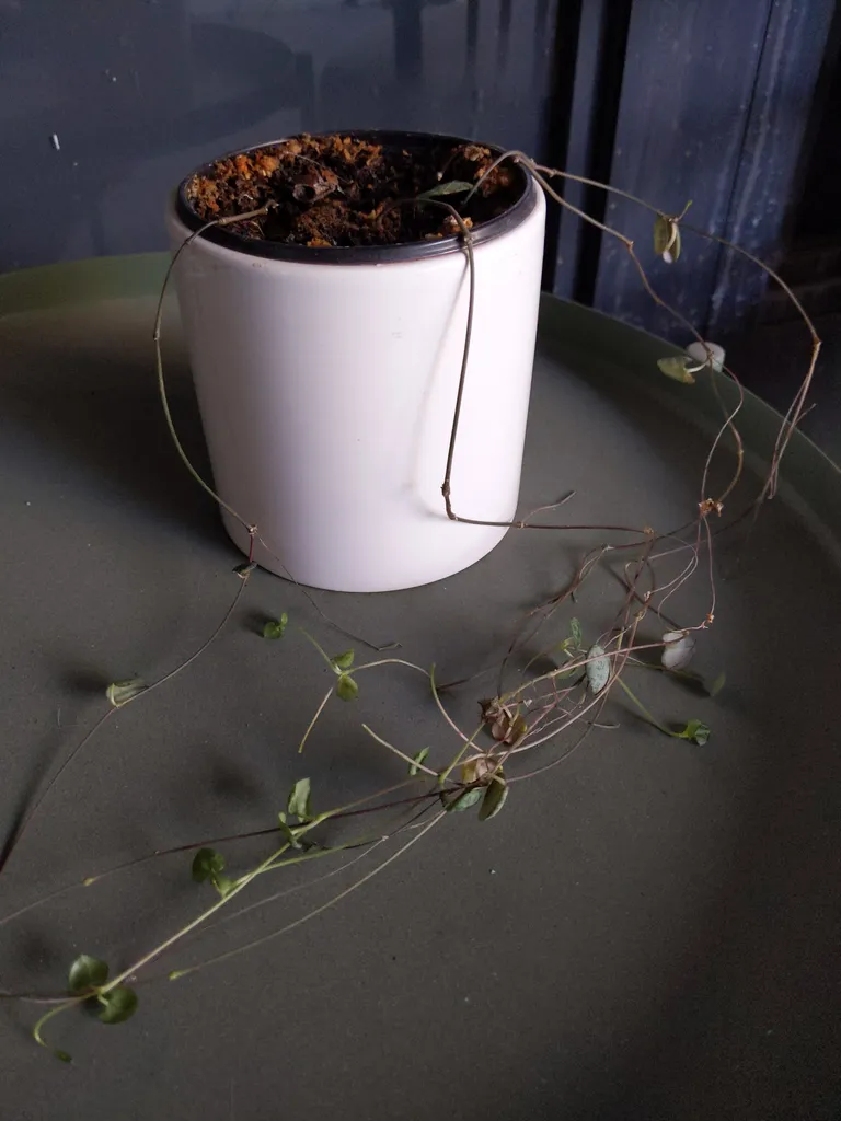 String of hearts photo 1