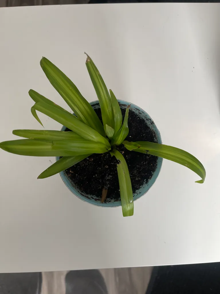 Spider plant photo 1