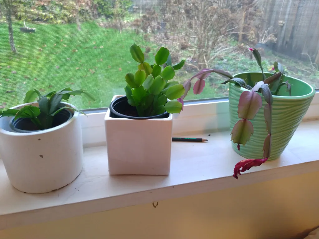 Christmas cactus house plants photo 1