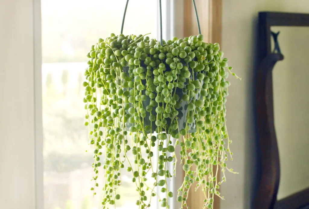 String of Pearls Plant photo 1