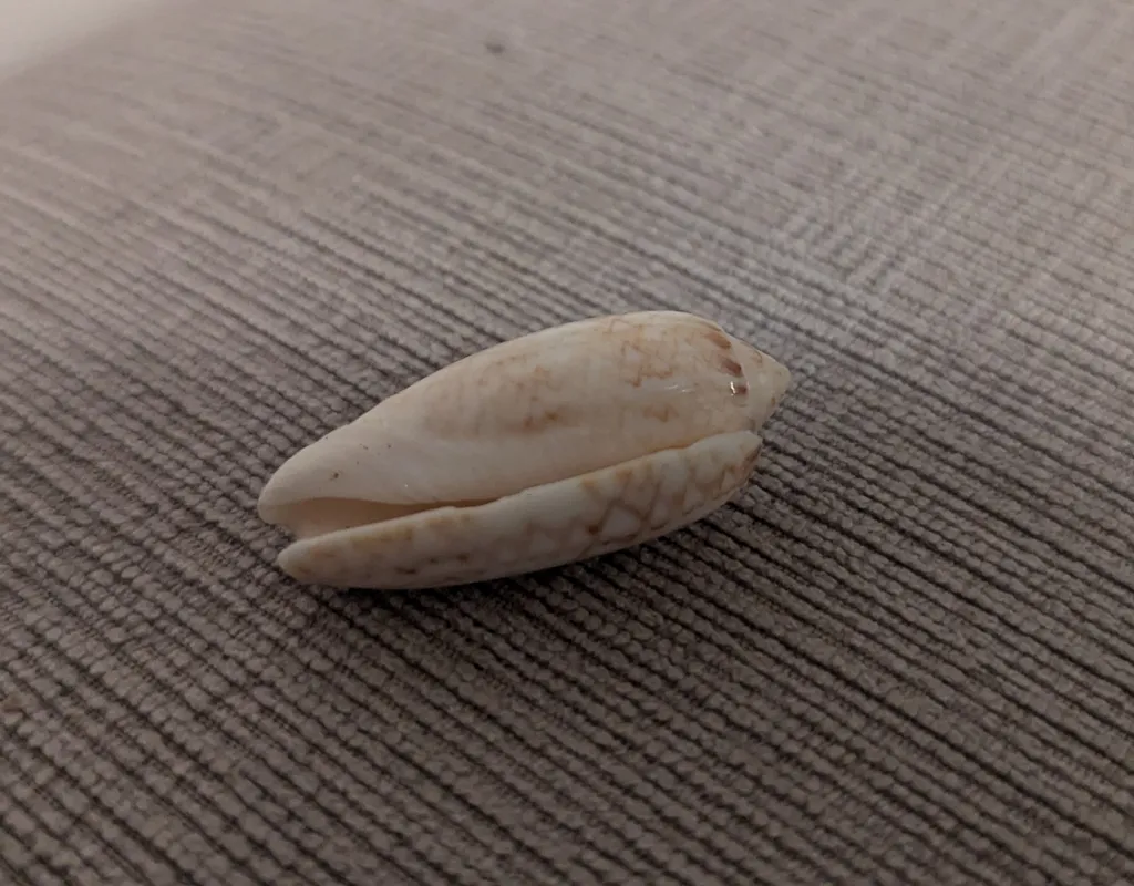 Seashell photo 1