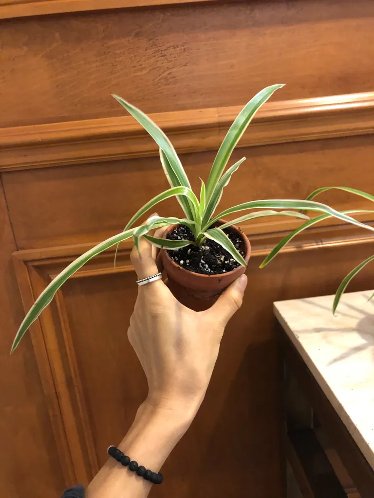 Spider plant in clay pot photo 1
