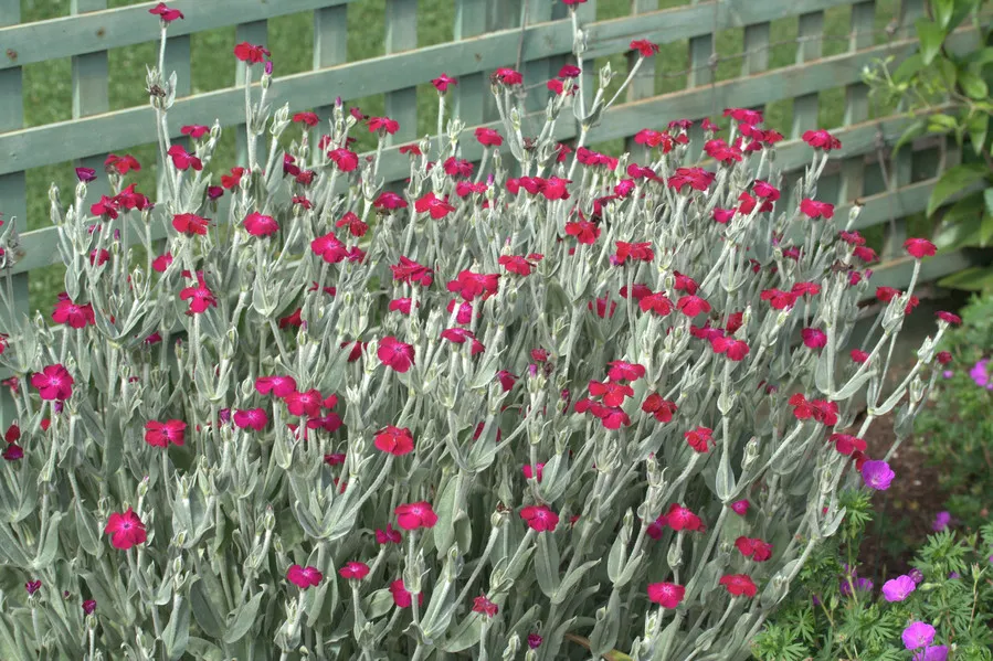 Rose Campion Rooted Plants photo 1