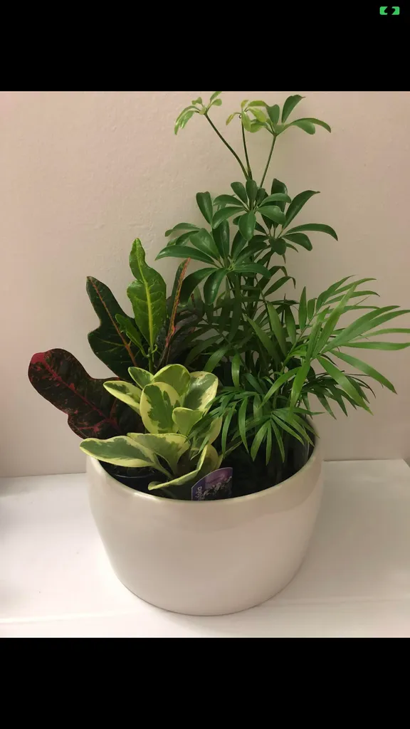 10” white pot. photo 1