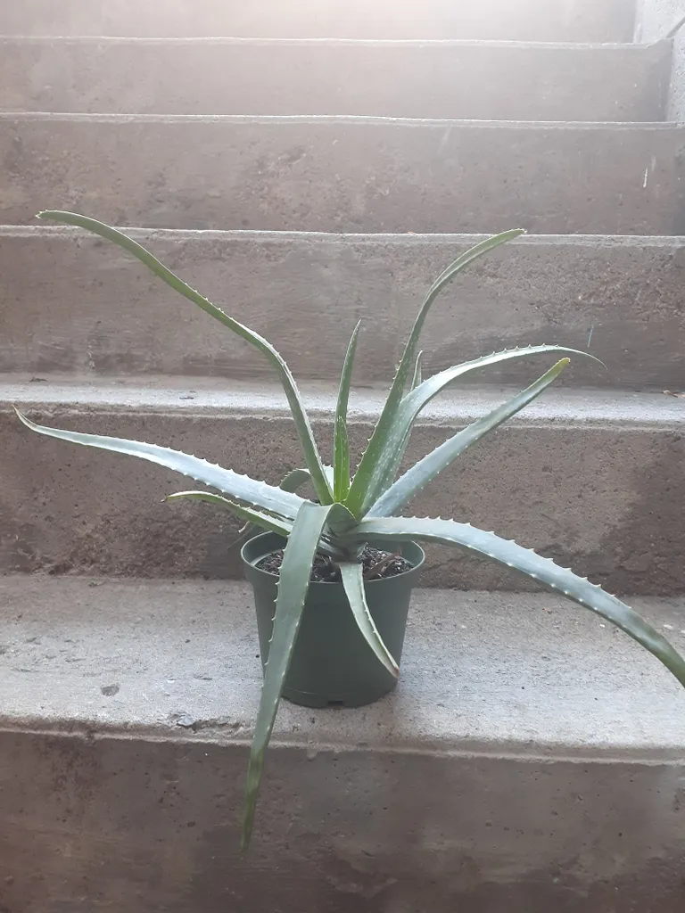 Aloe vera plant  photo 1
