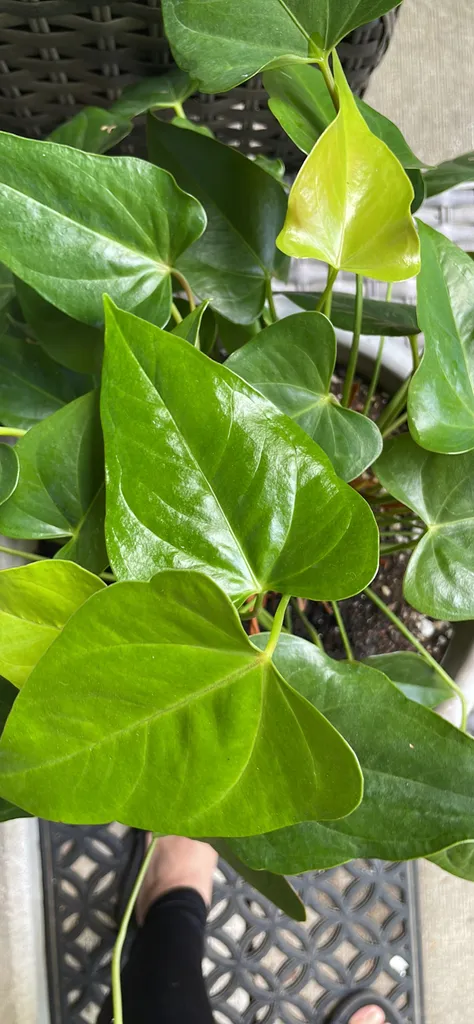 anthurium plant photo 1