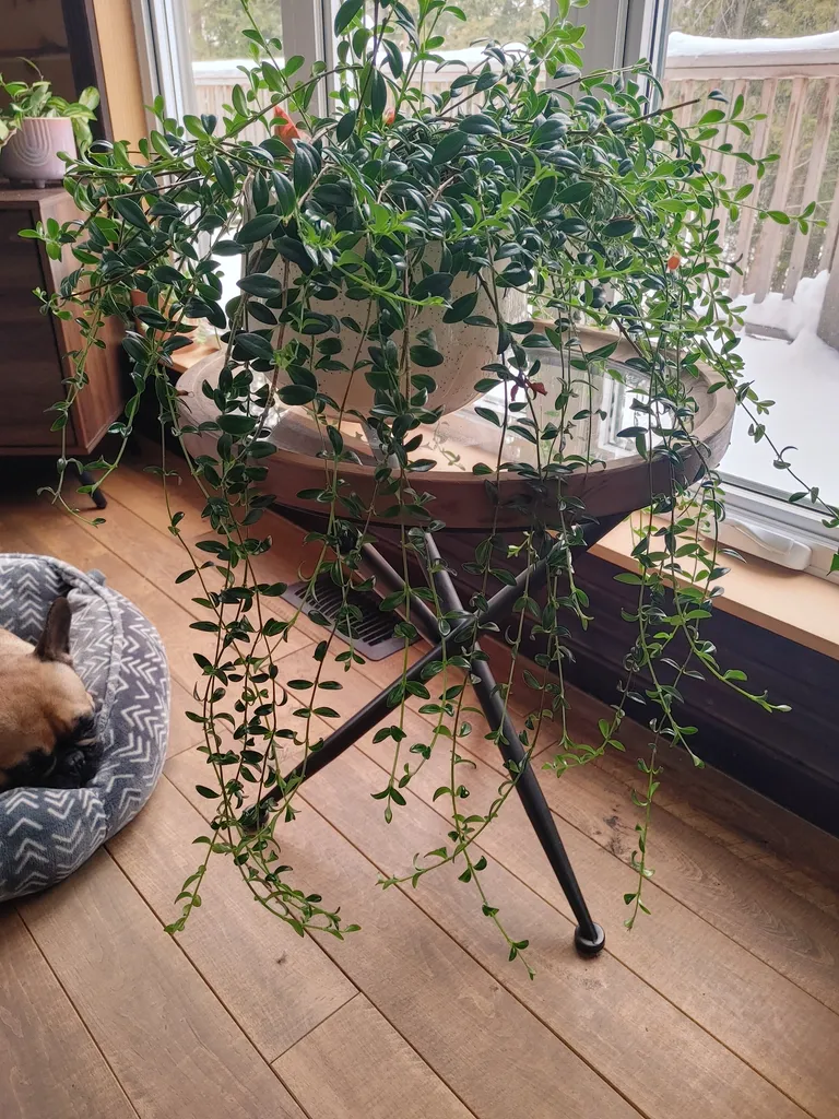 Plant clippings - my plants are due for a haircut  photo 1