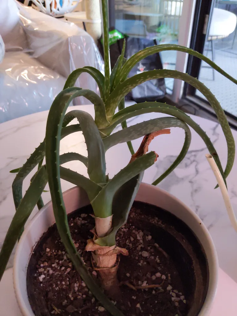 Sad Aloe vera photo 1
