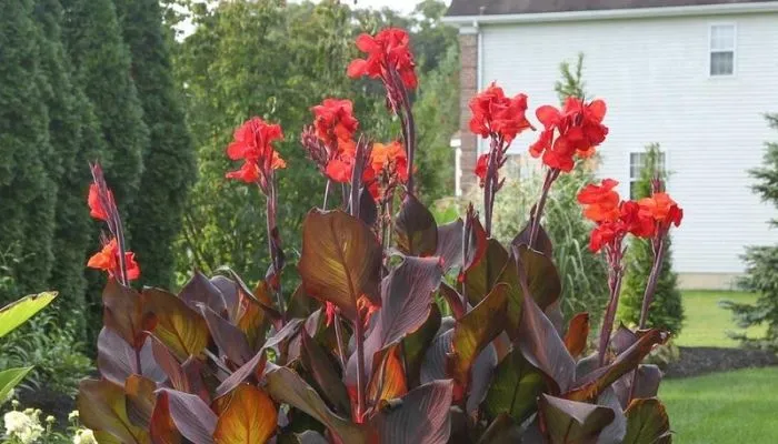 Canna Lilly Bulbs photo 1