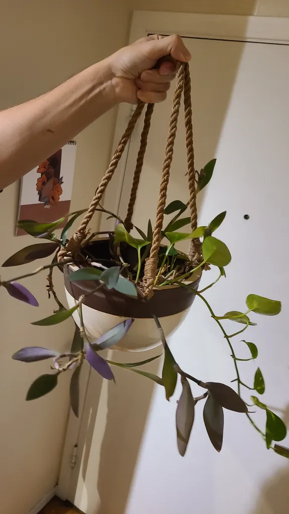 Hanging planter with pothos and purple heart photo 1
