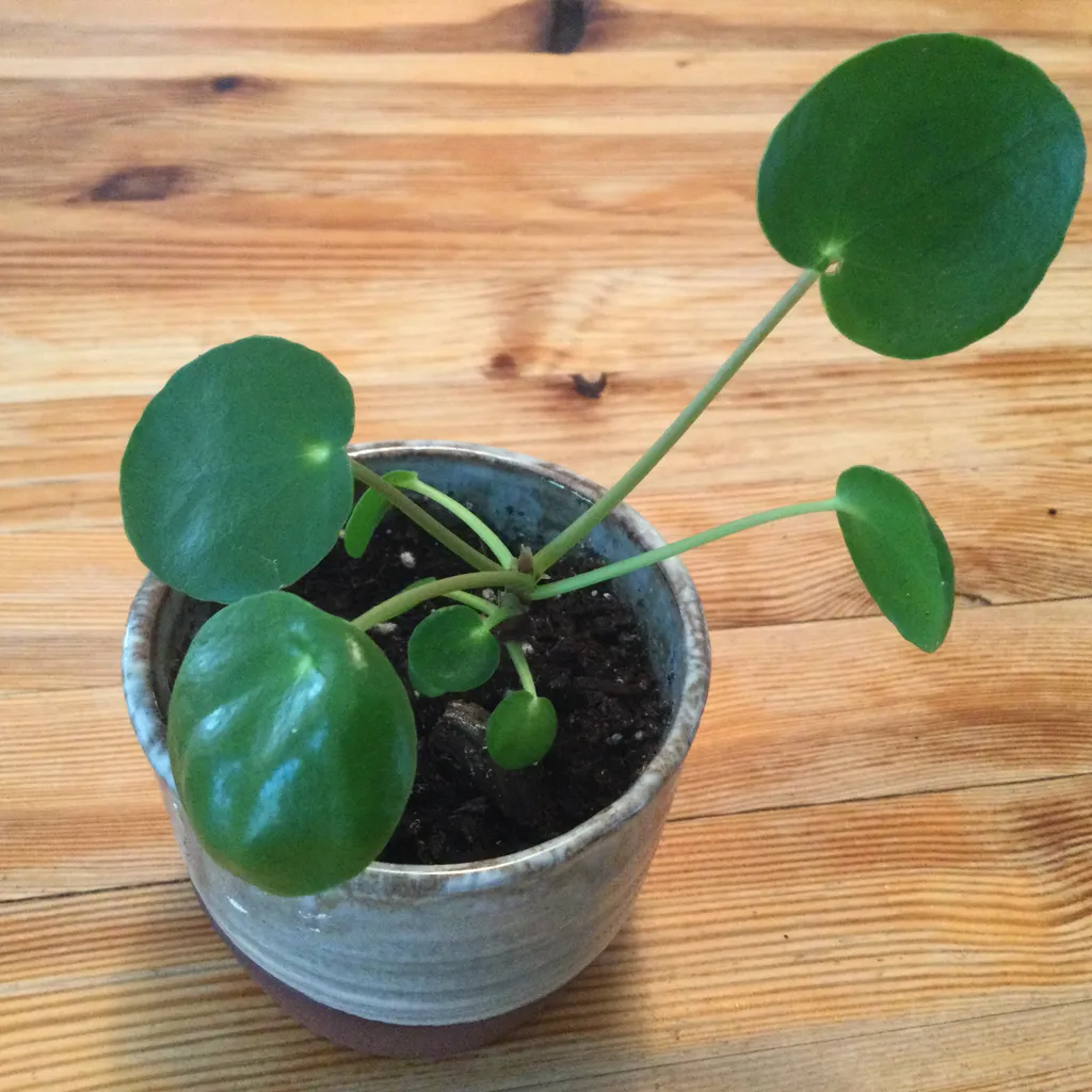 Baby Pilea Peperomia #1 photo 1