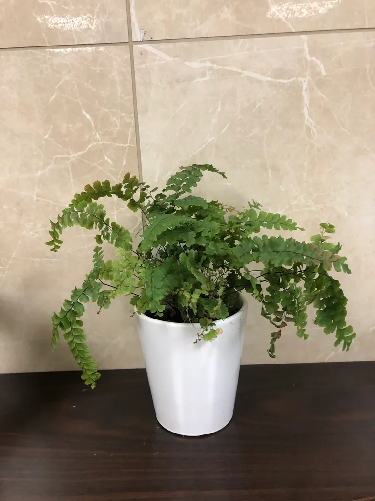 Indoor plants and pots photo 1