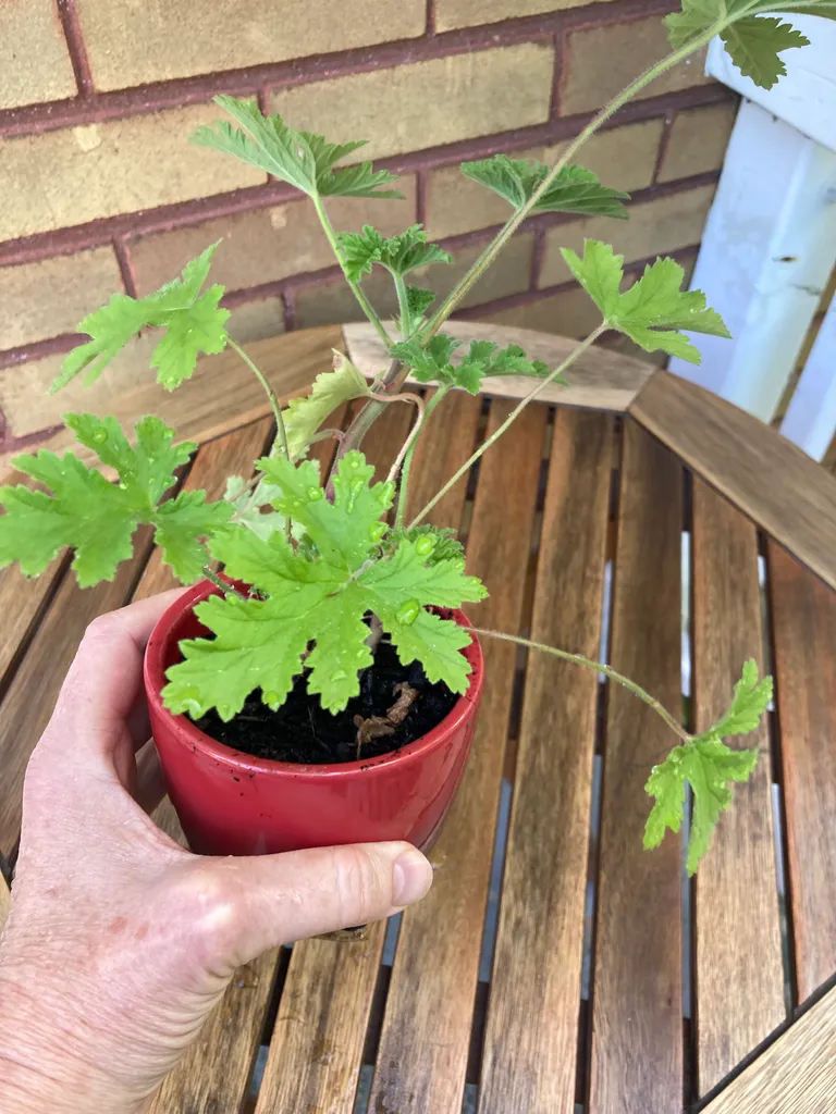 Healthy Citronella Plant photo 1