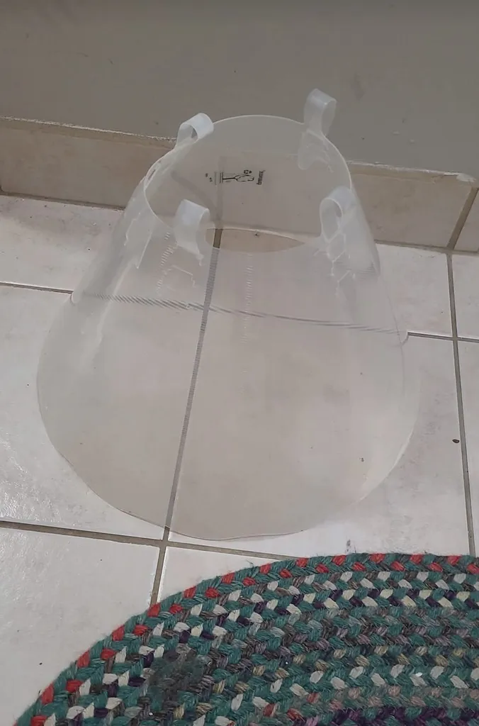 🆓 Dog cone photo 1