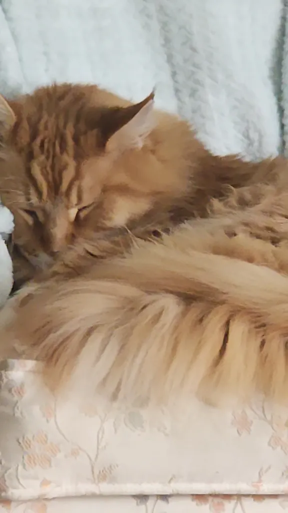 ISO - Stuff Wanted photo 1