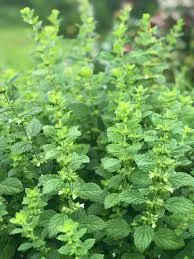 Lemon Balm to Plant photo 1