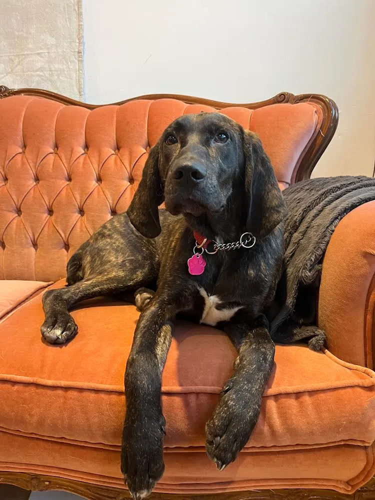 ISO Dog supplies - new foster! photo 1