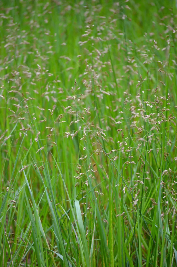 Sweetgrass Plants and Seeds photo 1