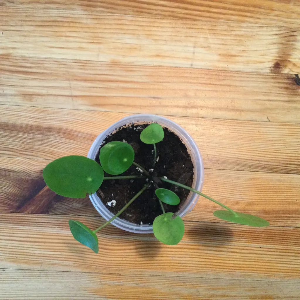 Baby Pilea Peperomia #2 photo 1