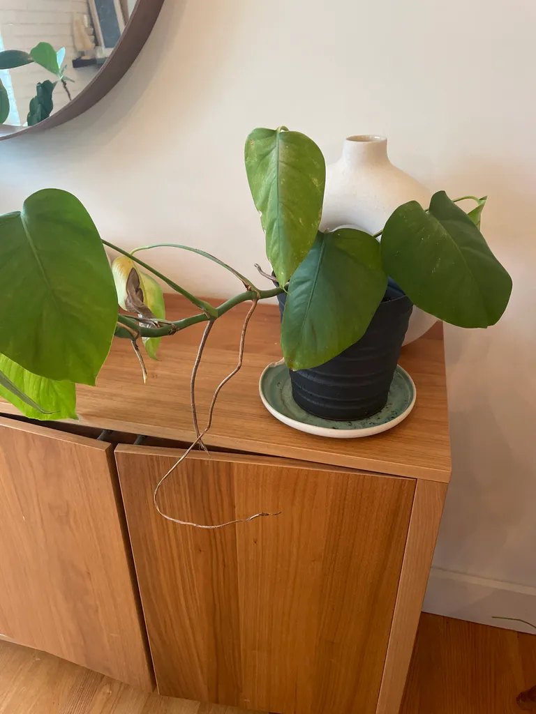 Potted monstera photo 1
