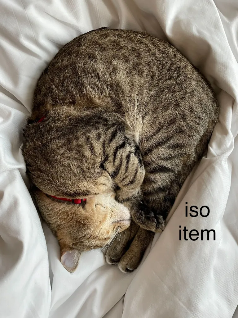 ISO: Pet-Related photo 1