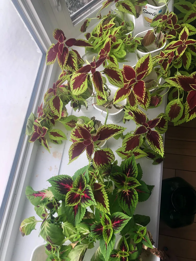 Rooted coleus cuttings photo 1