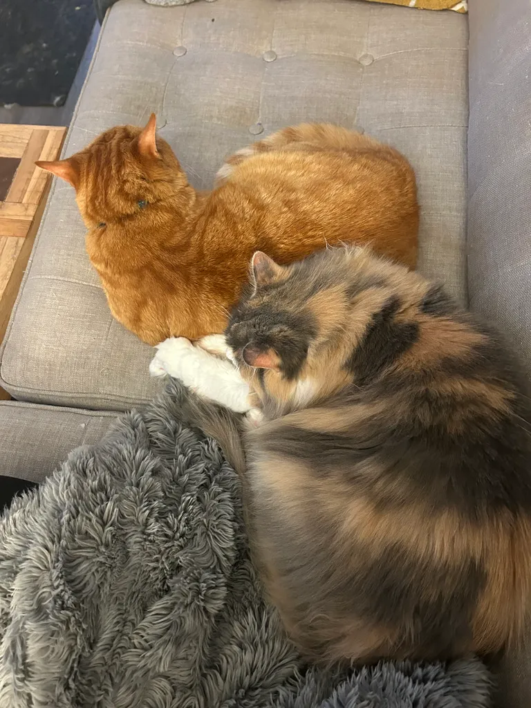 ISOs Aug 2025 photo 1