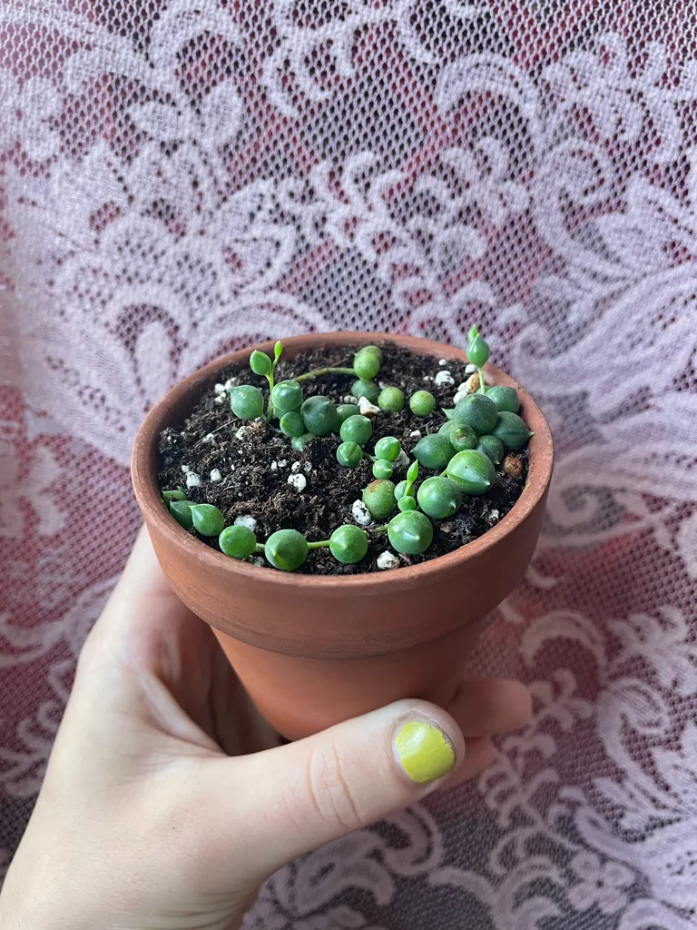 String of pearls  photo 1