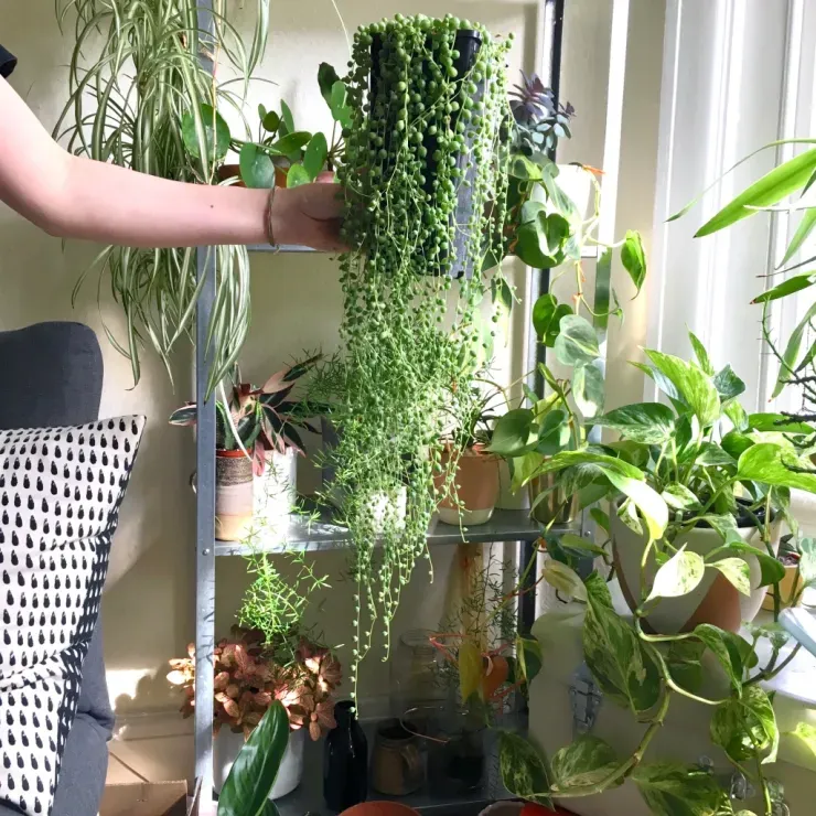 Plants 🪴  photo 1