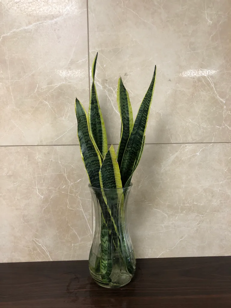 Indoor plants air purifier  photo 1