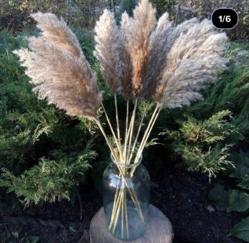 Pampas Grass Bundles photo 1