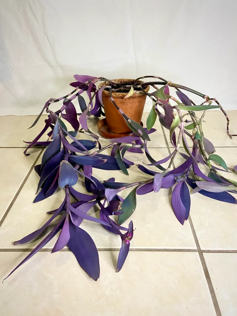 Plant Clippings - Wandering Jew / Dude photo 1