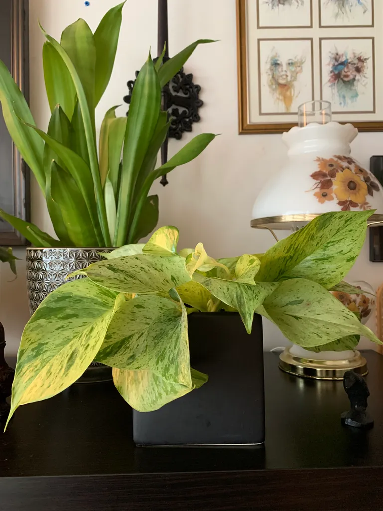 Pothos Cuttings photo 1