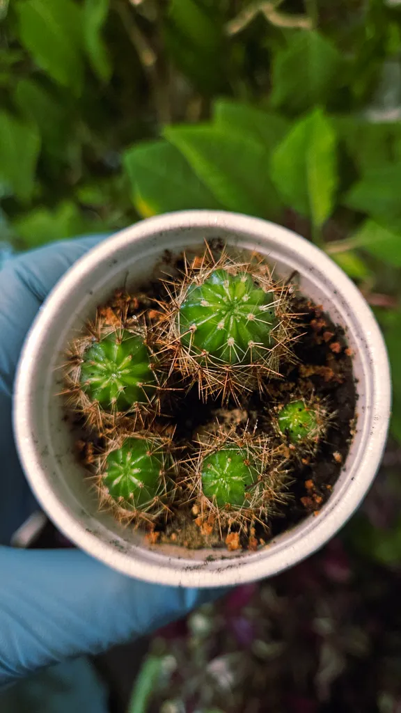 Cactus Plants in White Cup photo 1