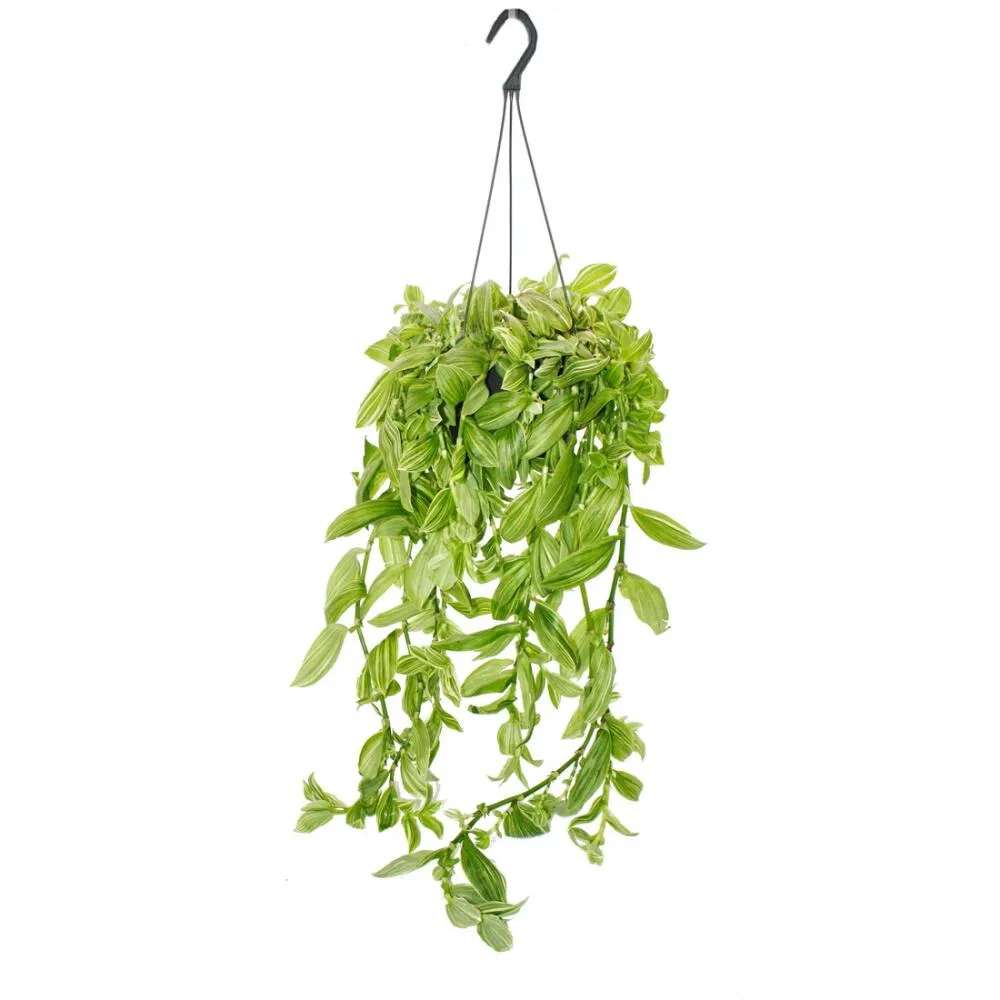 Tradescantia fluminensis Clippings photo 1