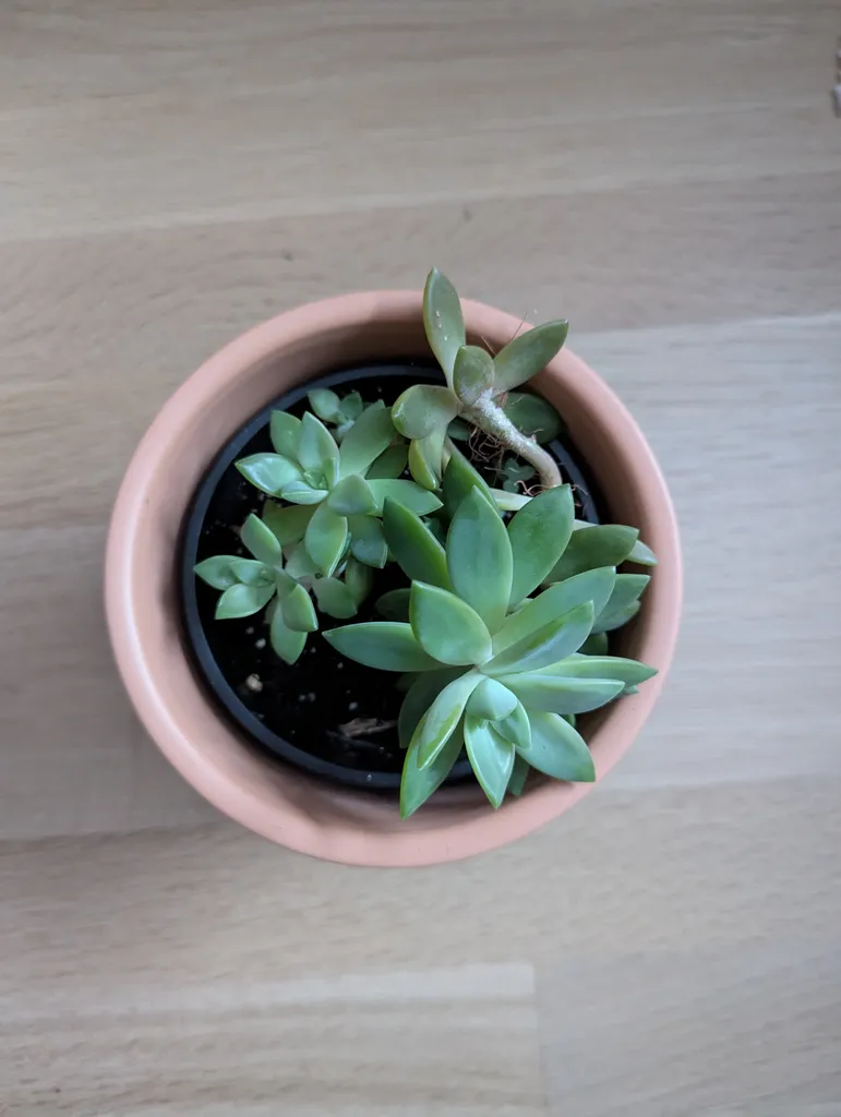 Succulent 4"  photo 1