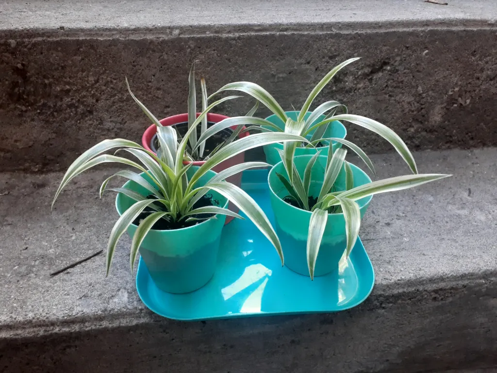 Baby spider plants  photo 1