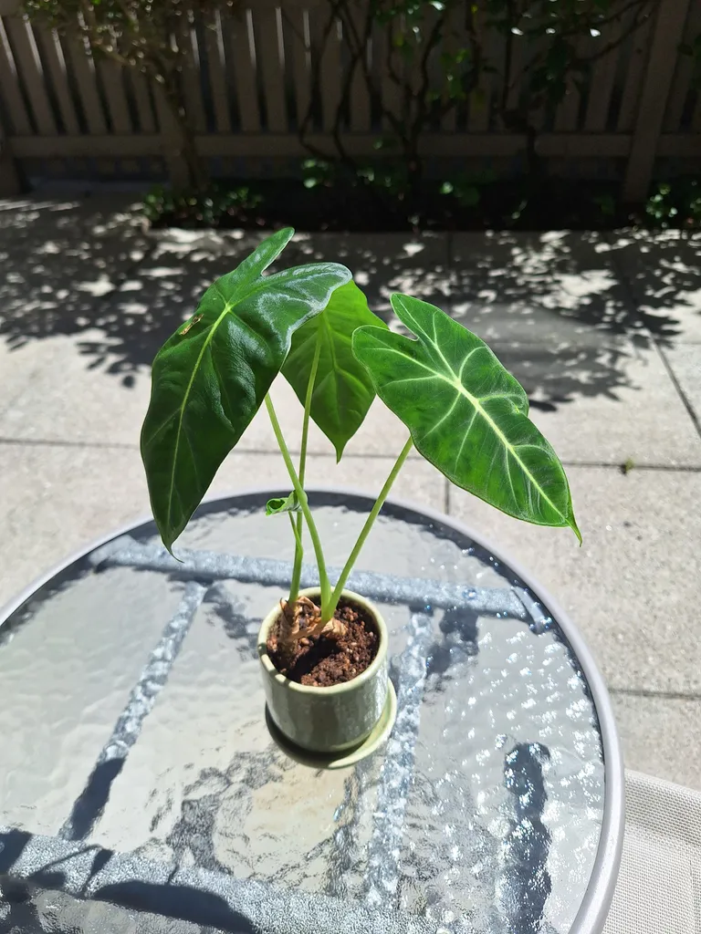 Alocasia Plant  photo 1