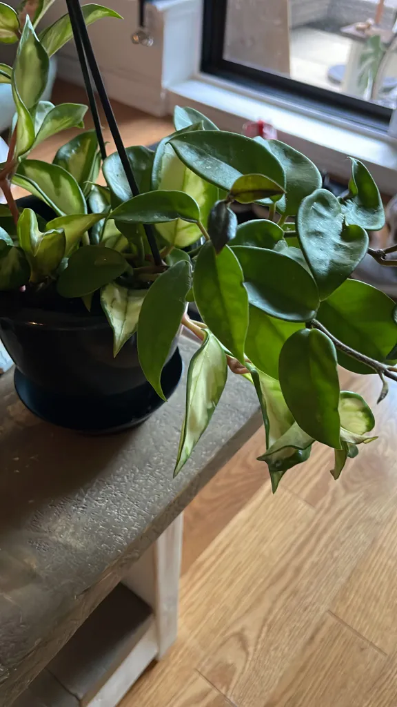 Hoya Carnosa photo 1