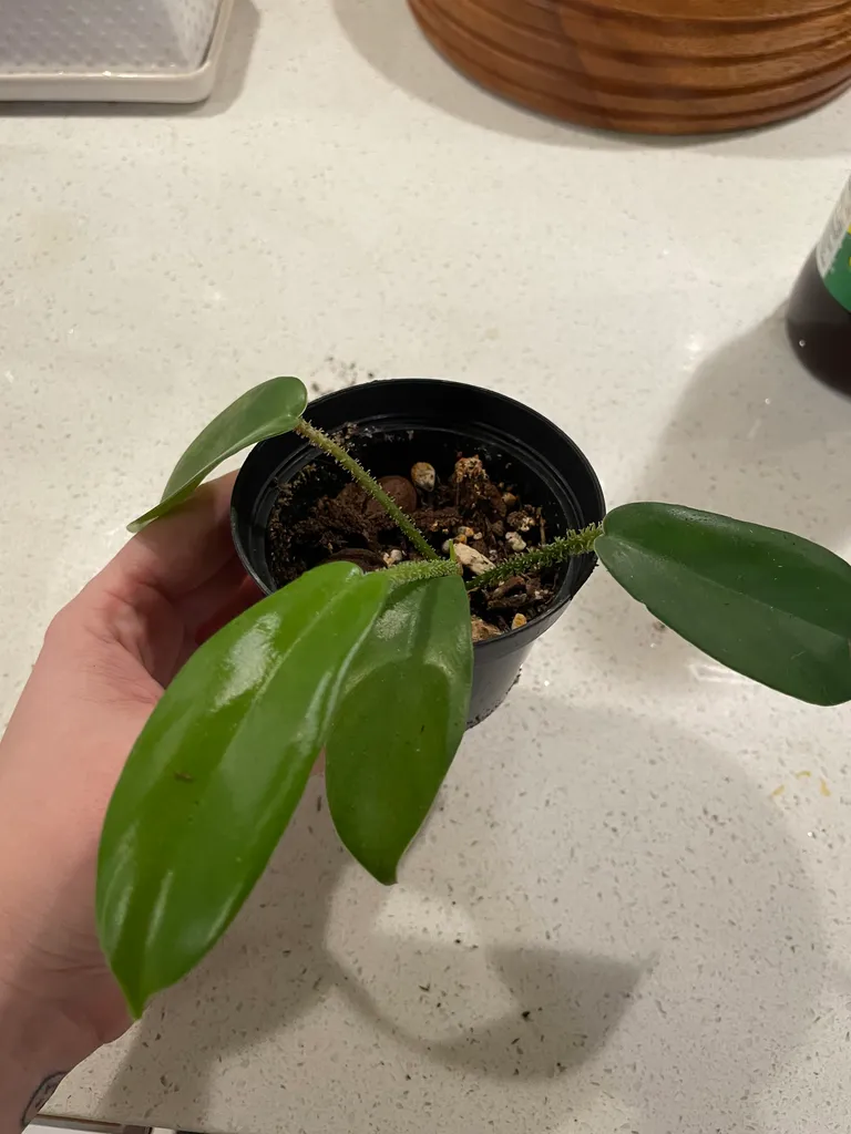 Sqamiferum baby plant photo 1