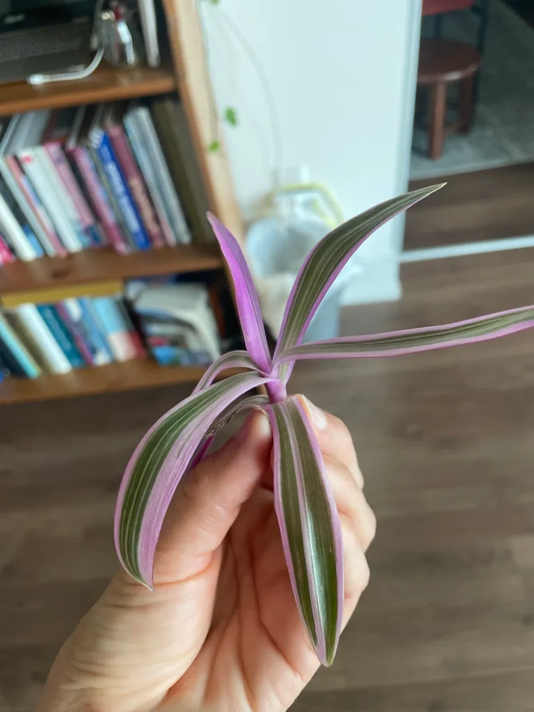 Plant clippings  photo 1