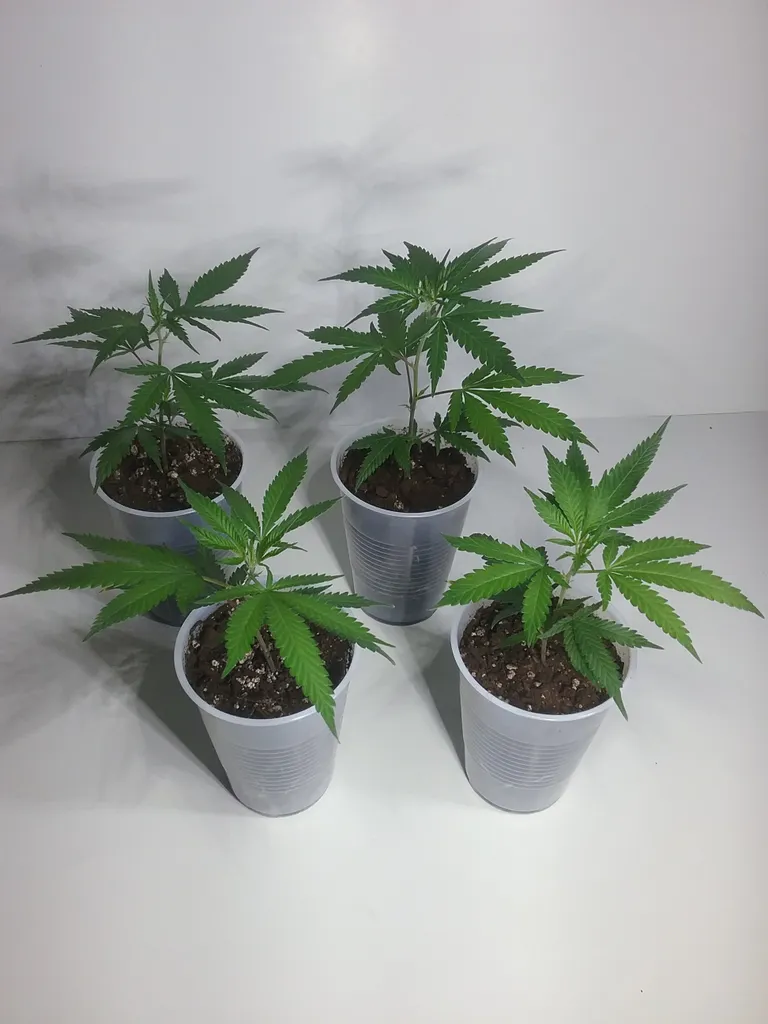 420 Clones / Plants photo 1
