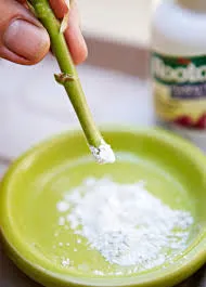 Plant Rooting Hormone Powder photo 1