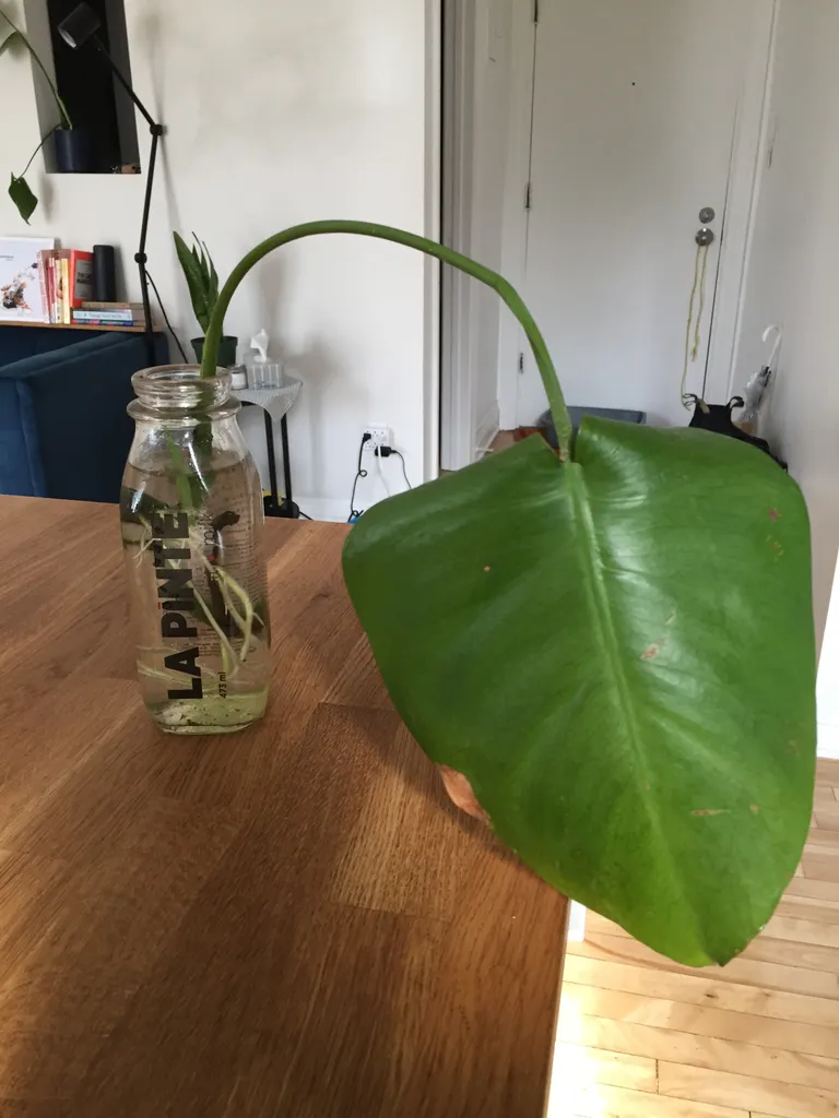 Monstera Clipping photo 1